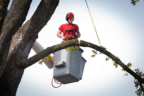 Best Tree Branch Trimming  in USA